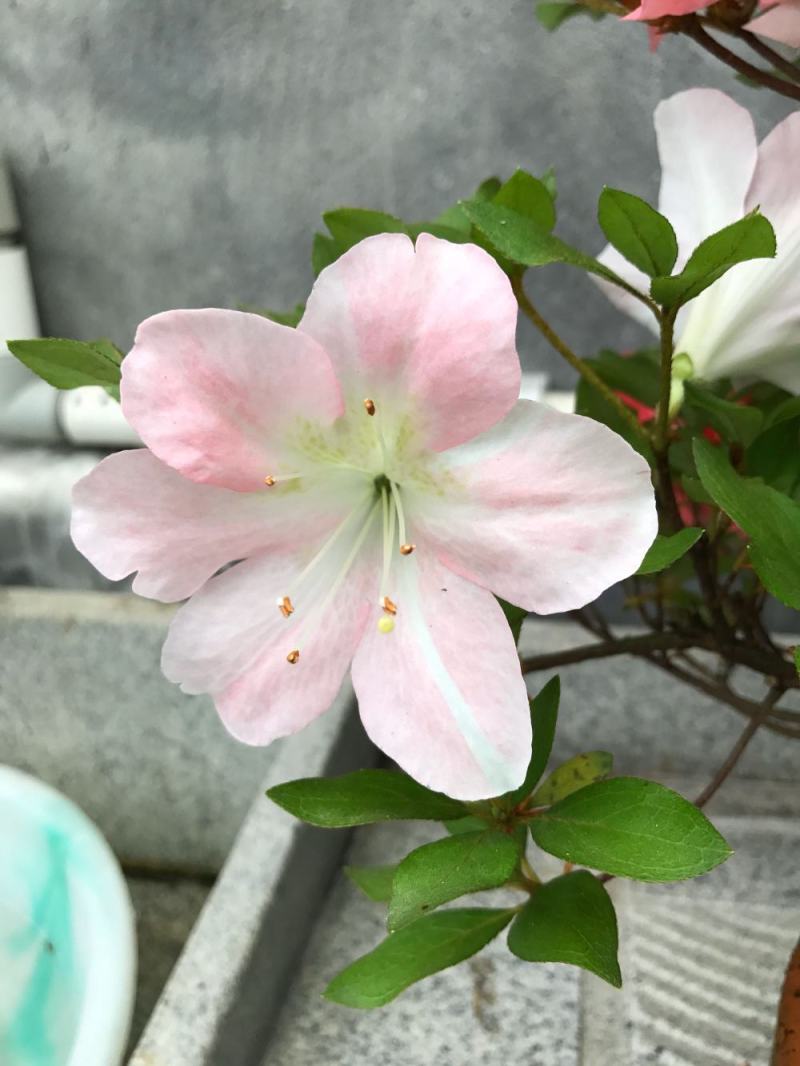 名贵稀有品种杜鹃花：煌阳5年苗，带花苞，根系旺盛