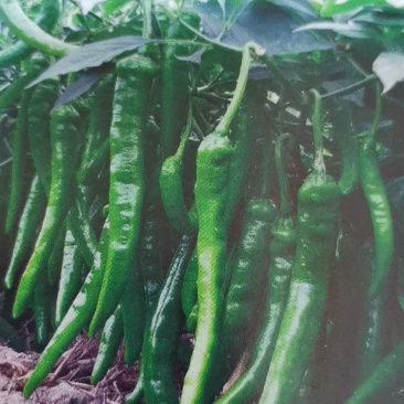 辣椒苗种植回收一条龙服务
