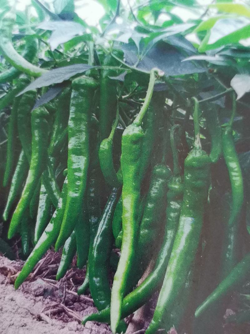 辣椒苗种植回收一条龙服务
