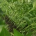 辣椒苗种植回收一条龙服务