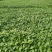 辣椒苗种植回收一条龙服务