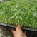 辣椒苗种植回收一条龙服务