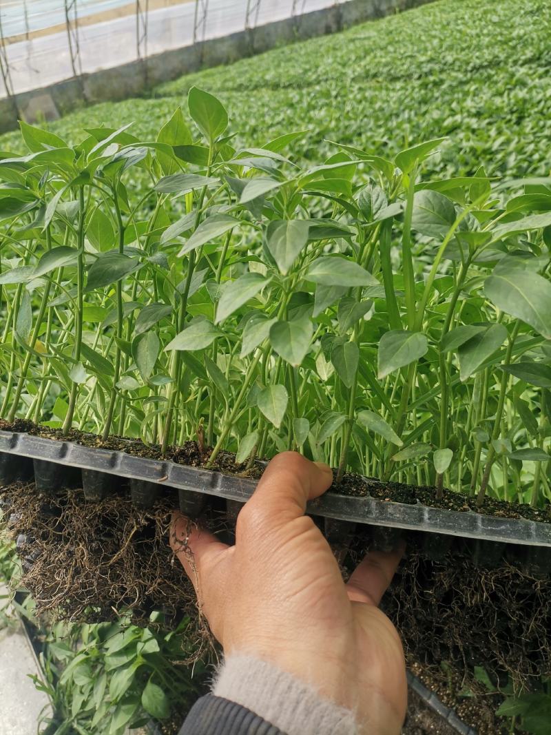 辣椒苗种植回收一条龙服务