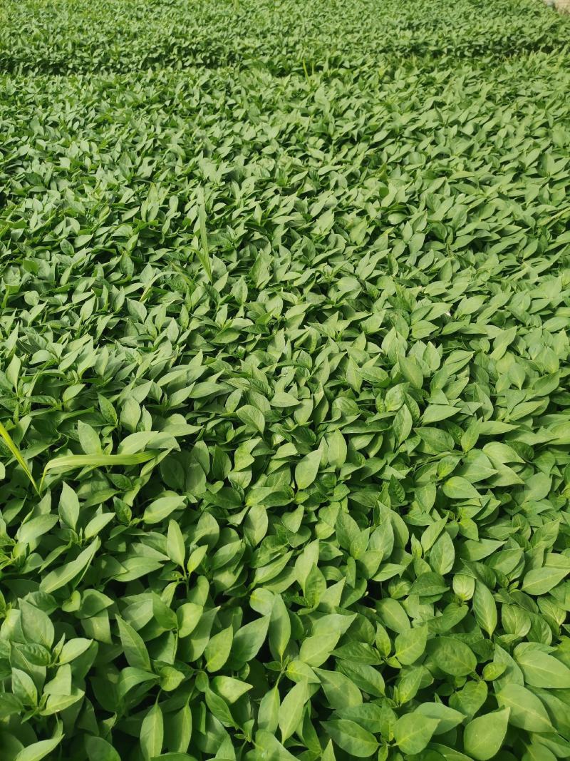 辣椒苗种植回收一条龙服务