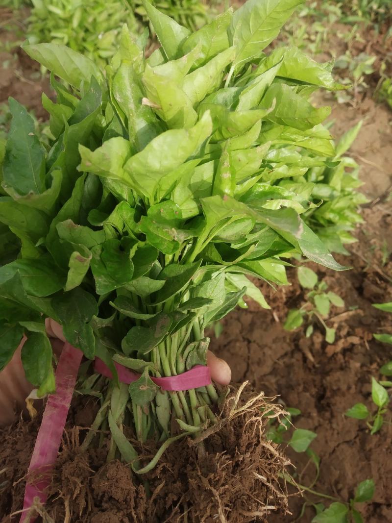 辣椒苗种植回收一条龙服务