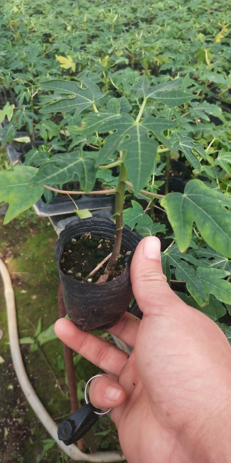 新品种紫金木瓜苗紫色木瓜甜度够当年结果正品