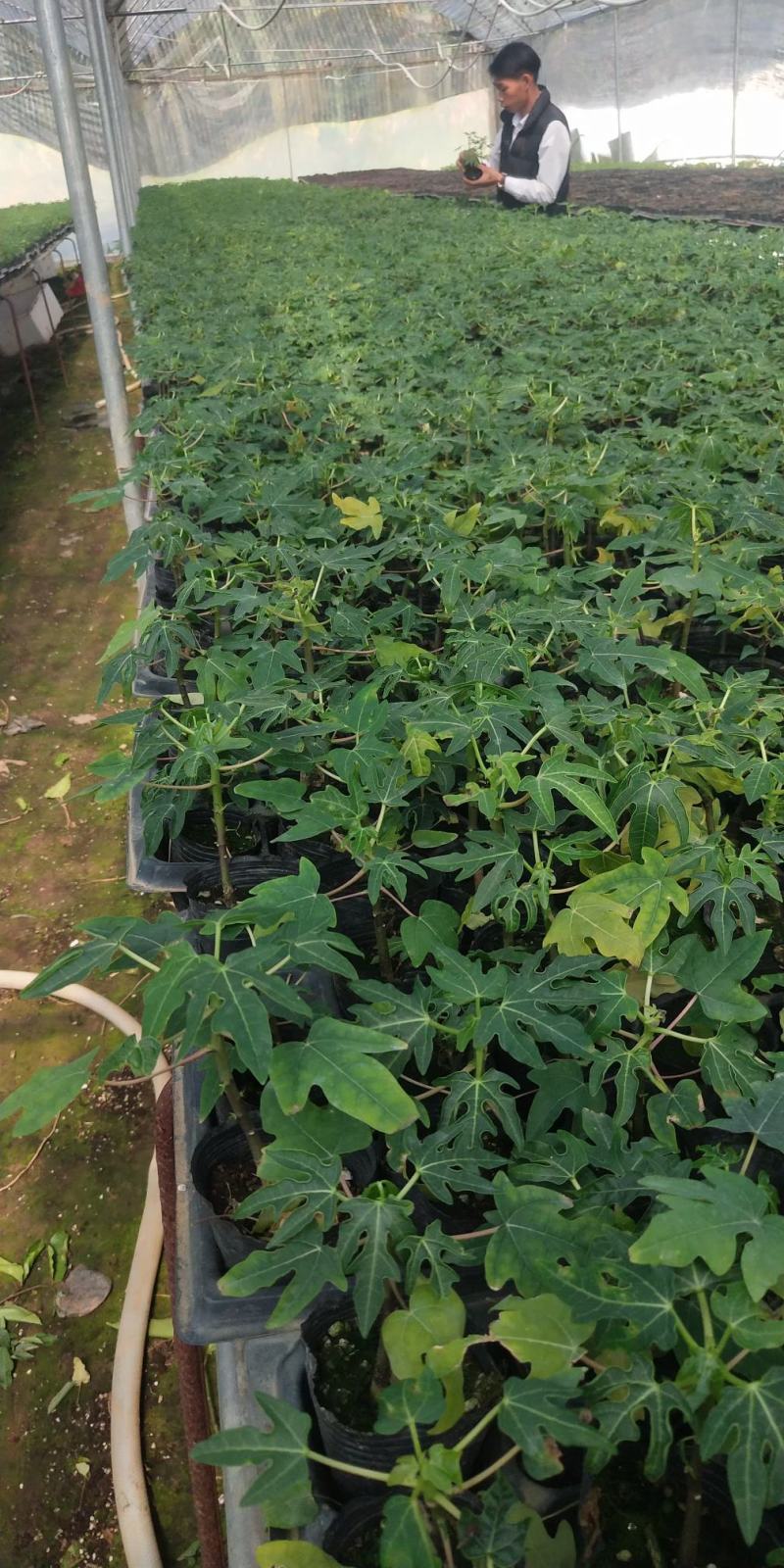 新品种紫金木瓜苗紫色木瓜甜度够当年结果正品