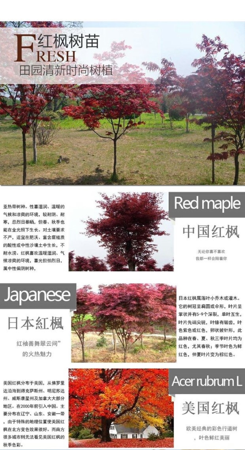 绿化红枫树苗中国红枫日本红枫盆栽庭院阳台别墅绿化苗