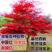 绿化红枫树苗中国红枫日本红枫盆栽庭院阳台别墅绿化苗