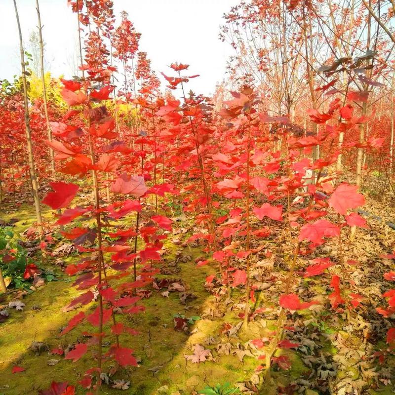 绿化红枫树苗中国红枫日本红枫盆栽庭院阳台别墅绿化苗