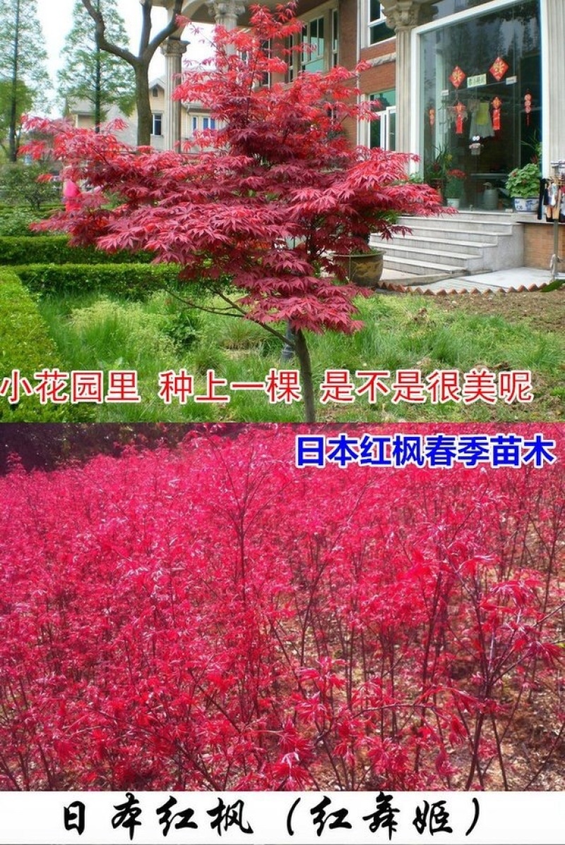 绿化红枫树苗中国红枫日本红枫盆栽庭院阳台别墅绿化苗