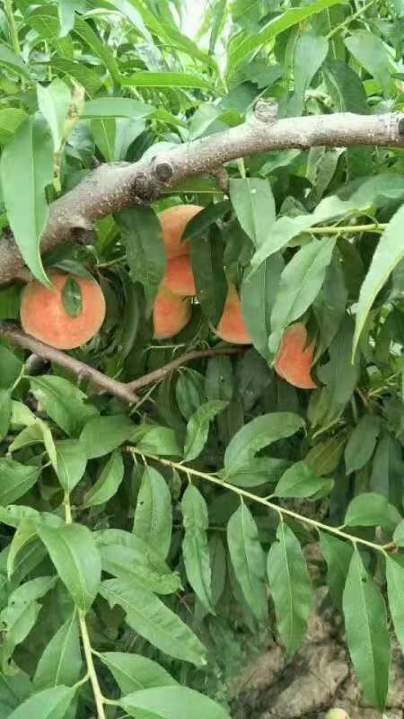 陕西渭南大荔精品郑二郑三水蜜桃优质产地水蜜桃