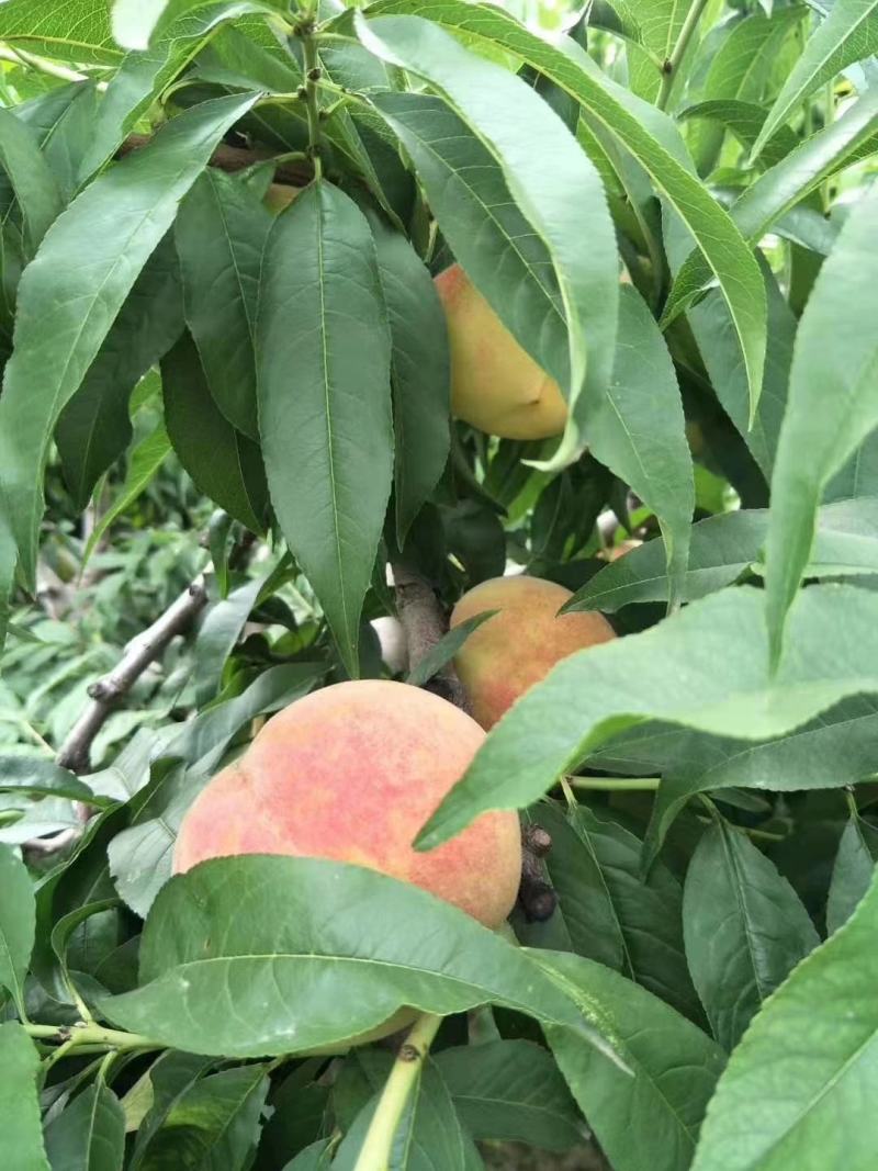 陕西渭南大荔精品郑二郑三水蜜桃优质产地水蜜桃
