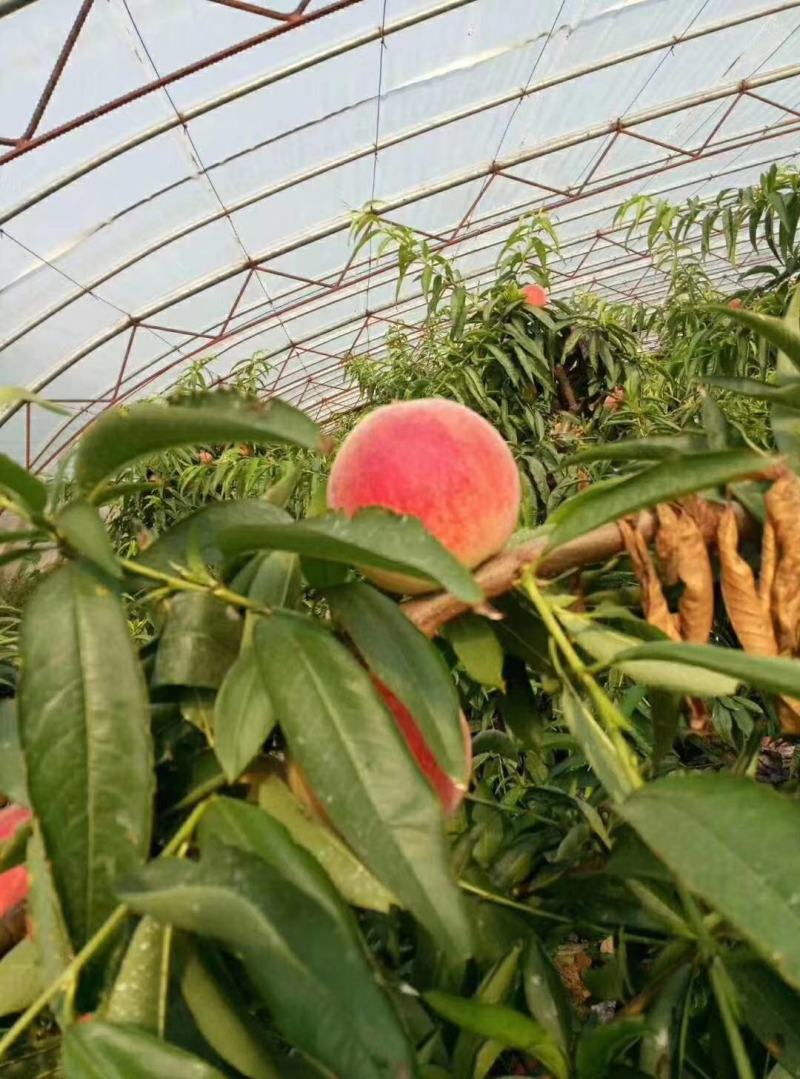 陕西渭南大荔精品郑二郑三水蜜桃优质产地水蜜桃