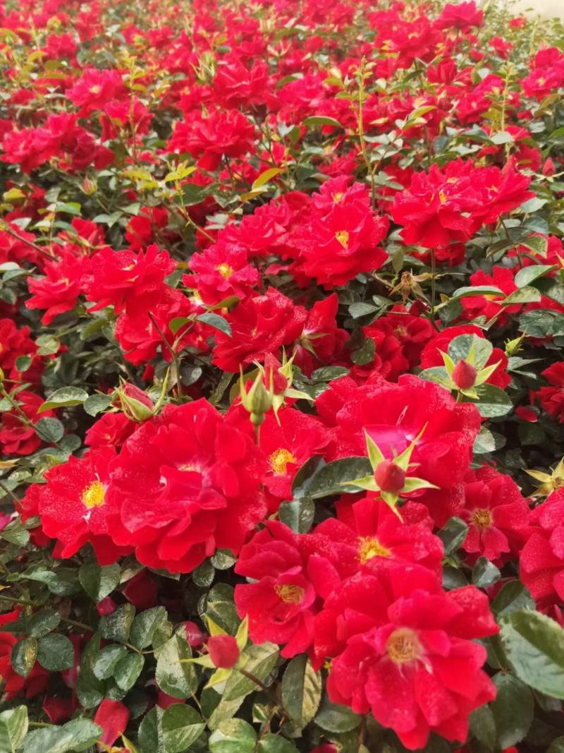 红花，大红花红色的大花卉，绿化用大红花
