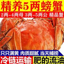 大闸蟹活体海鲜鲜活特大全母蟹海鲜螃蟹水产螃蟹