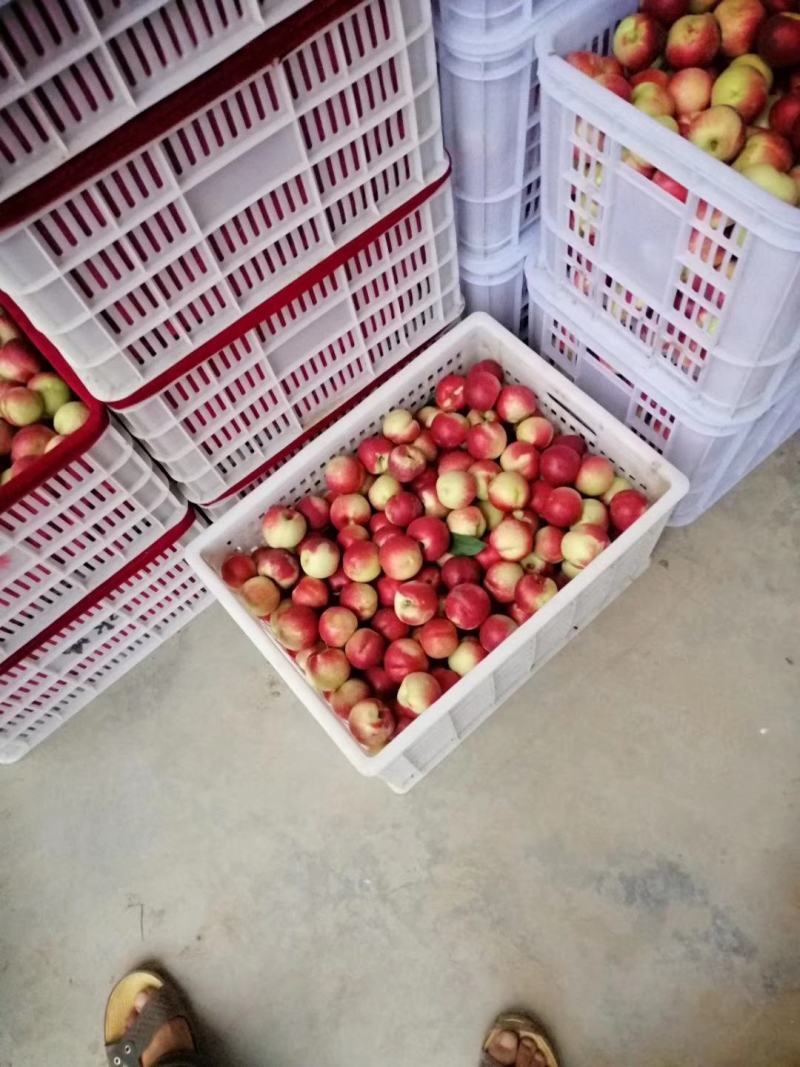 陕西渭南大荔县优质珍珠枣油桃精品产地一手货源