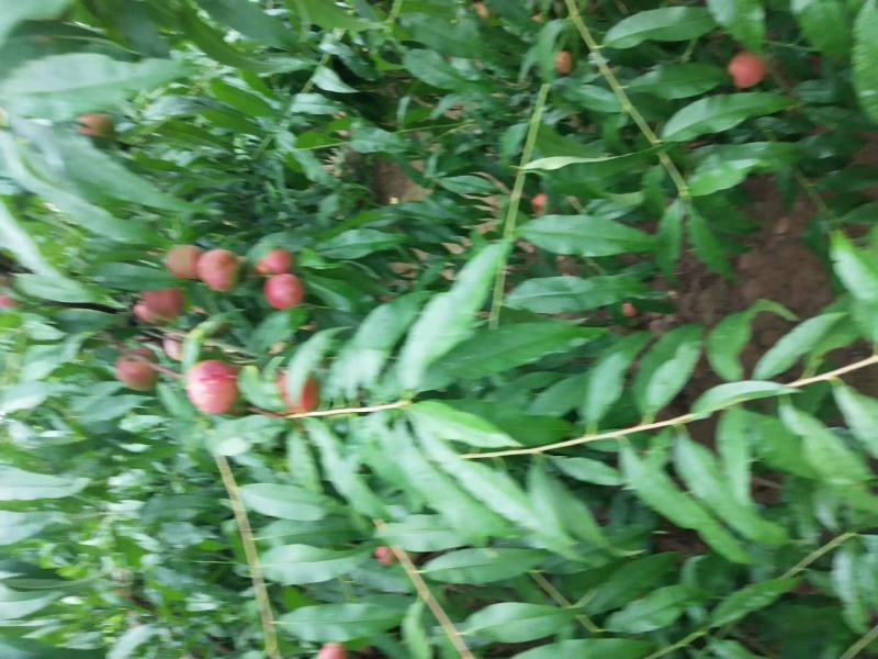 陕西渭南大荔县优质珍珠枣油桃精品产地一手货源