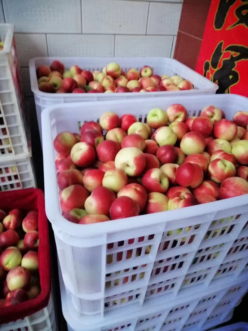 陕西渭南大荔县优质珍珠枣油桃精品产地一手货源