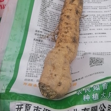 瓜蒌根，只卖根，刚刨出来的。