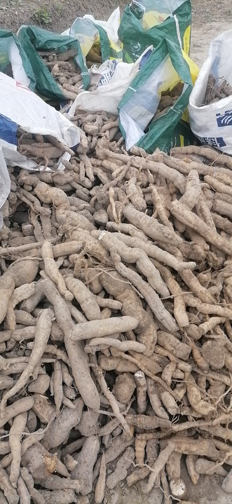 瓜蒌根，只卖根，刚刨出来的。