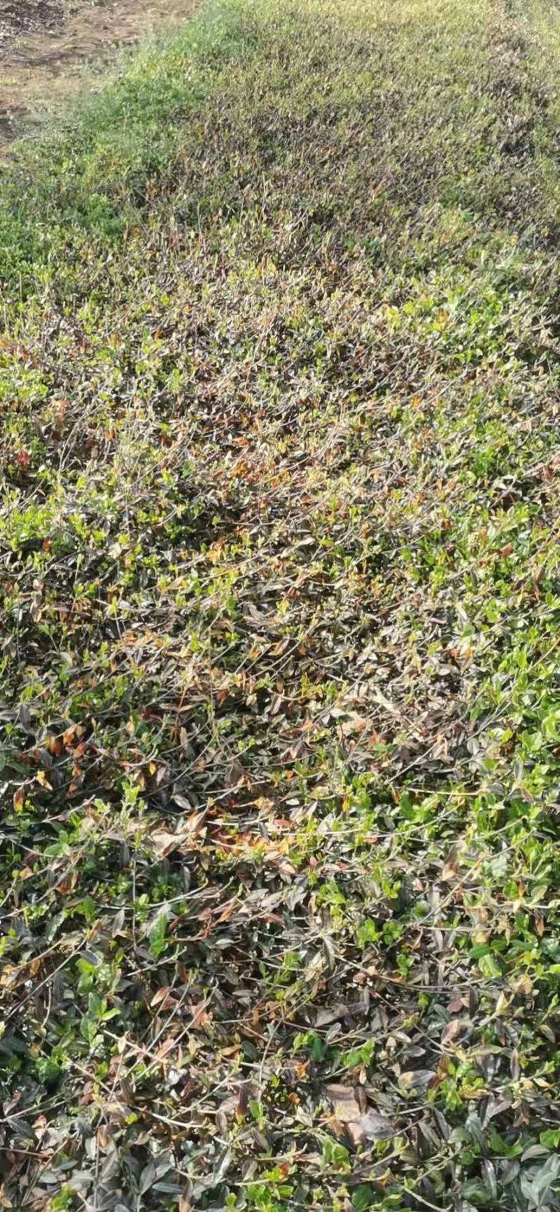 自家苗圃优质小叶扶芳藤需要的联系