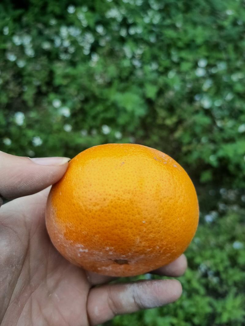 茂谷柑，脏脏柑，社区团购，一件代发，包售后。