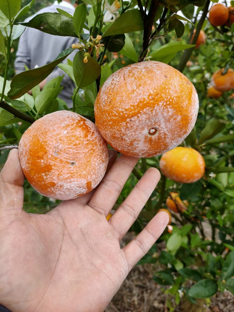 茂谷柑，脏脏柑，社区团购，一件代发，包售后。