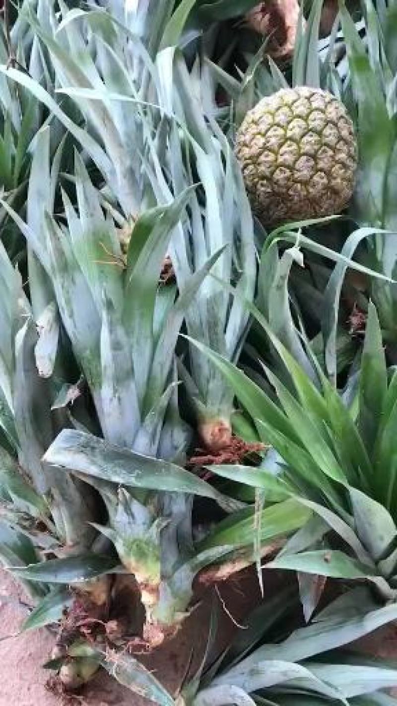 地菠萝果树苗南方种植凤梨果苗当年四季结果阳台庭院可盆栽