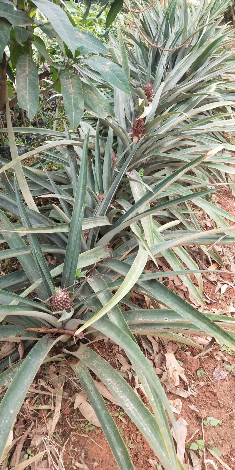 地菠萝果树苗南方种植凤梨果苗当年四季结果阳台庭院可盆栽