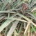 地菠萝果树苗南方种植凤梨果苗当年四季结果阳台庭院可盆栽