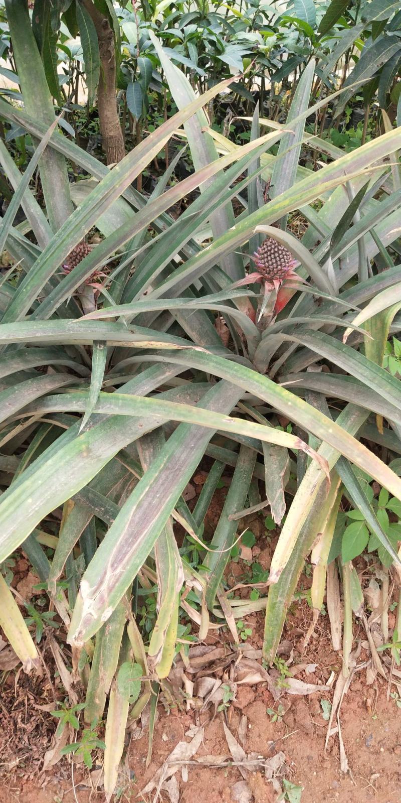 地菠萝果树苗南方种植凤梨果苗当年四季结果阳台庭院可盆栽