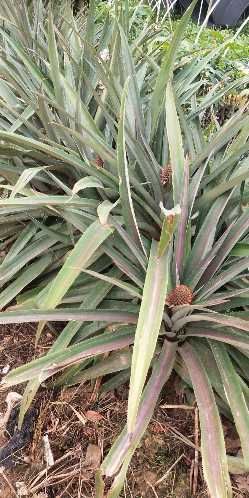 地菠萝果树苗南方种植凤梨果苗当年四季结果阳台庭院可盆栽