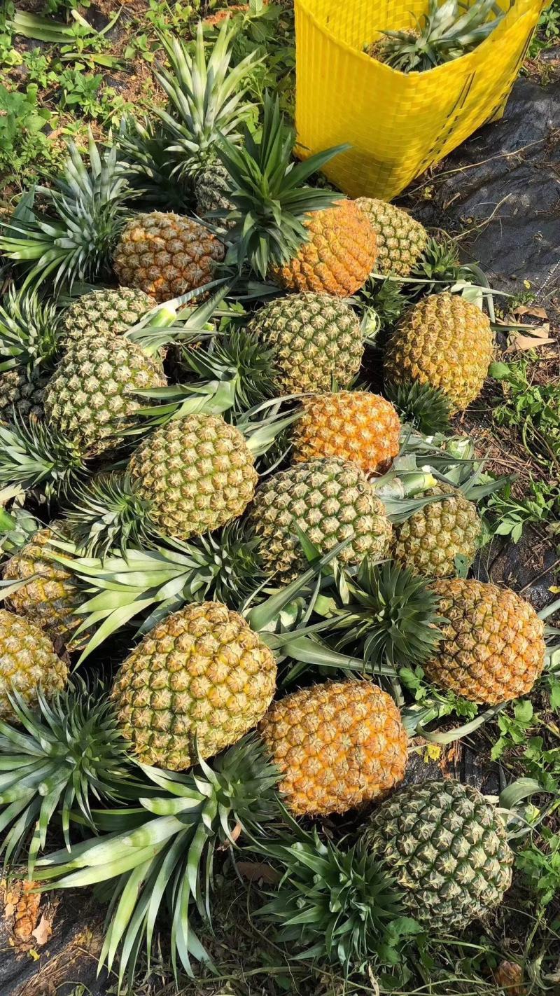 地菠萝果树苗南方种植凤梨果苗当年四季结果阳台庭院可盆栽