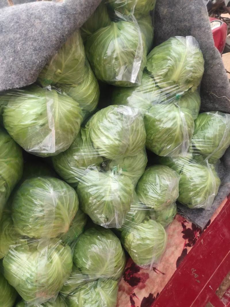 地头精品甘蓝，量大质优，支持各种包装欢迎各地老板实地考察