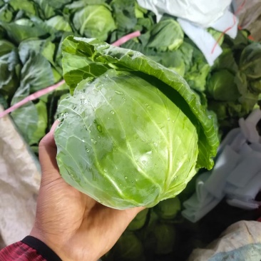 地头精品甘蓝，量大质优，支持各种包装欢迎各地老板实地考察