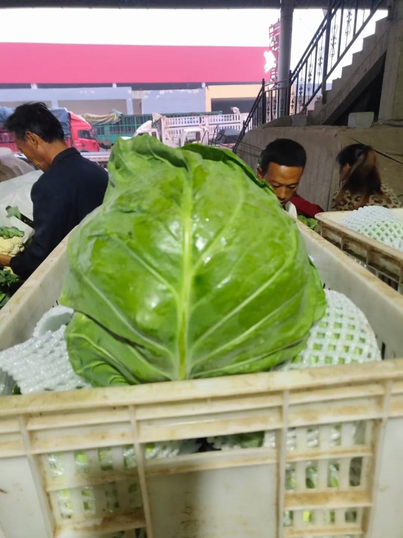 地头精品甘蓝，量大质优，支持各种包装欢迎各地老板实地考察