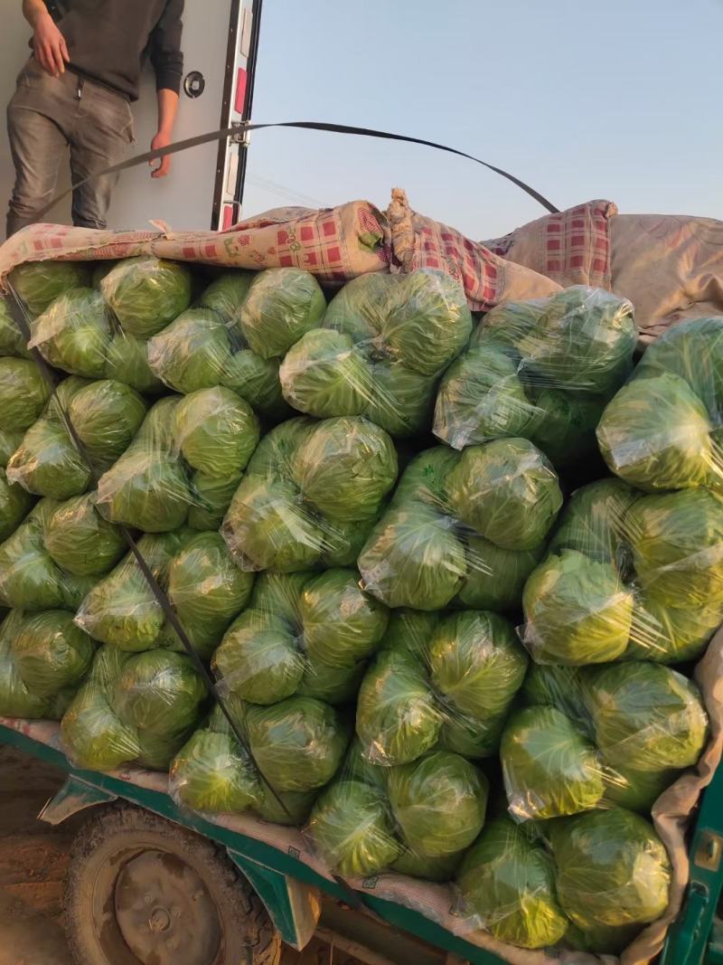 地头精品甘蓝，量大质优，支持各种包装欢迎各地老板实地考察