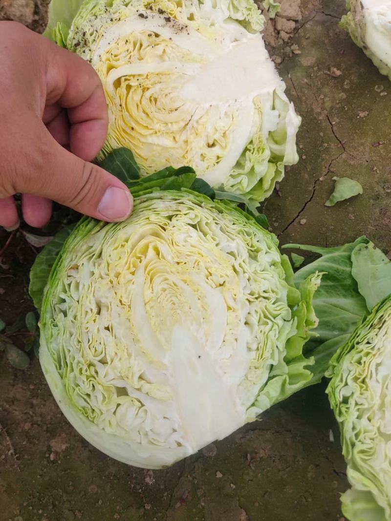 地头精品甘蓝，量大质优，支持各种包装欢迎各地老板实地考察