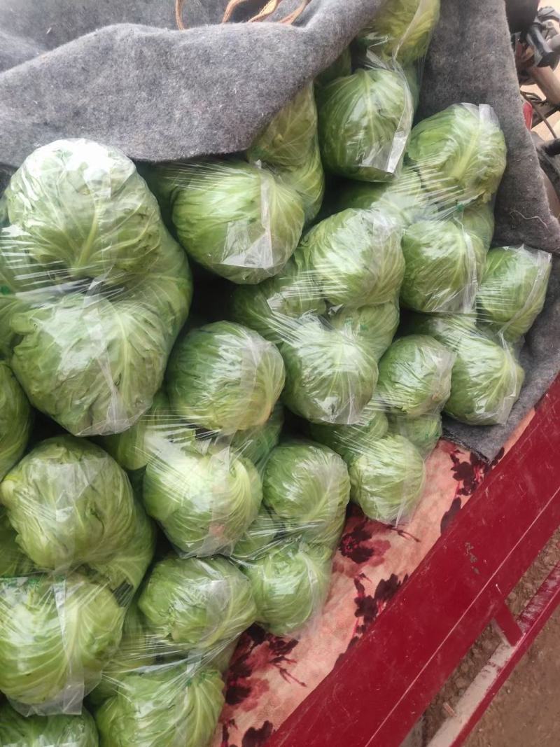 地头精品甘蓝，量大质优，支持各种包装欢迎各地老板实地考察