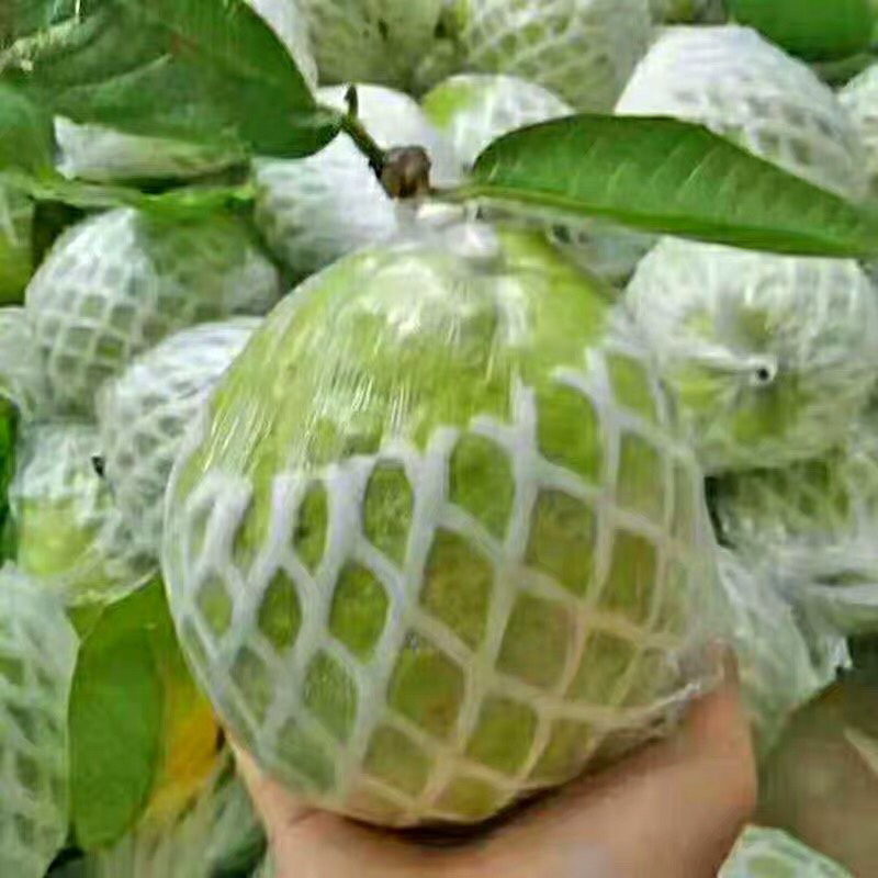 西瓜芭乐番石榴苗，珍珠番石榴苗，红宝石番石榴苗