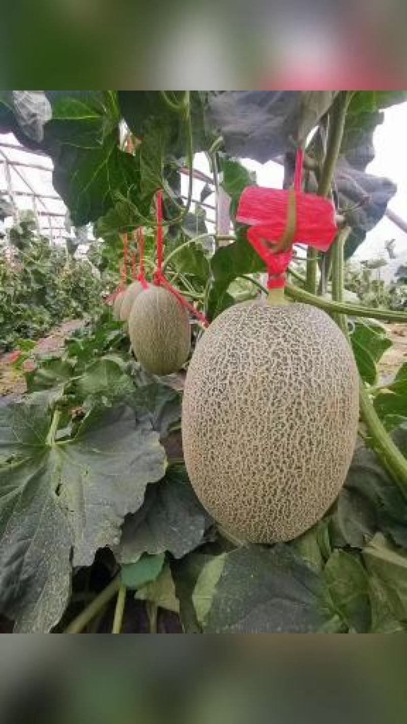 精选小蜜二五，个头均匀，纹路好，口感脆甜爽囗，糖度杠杠的