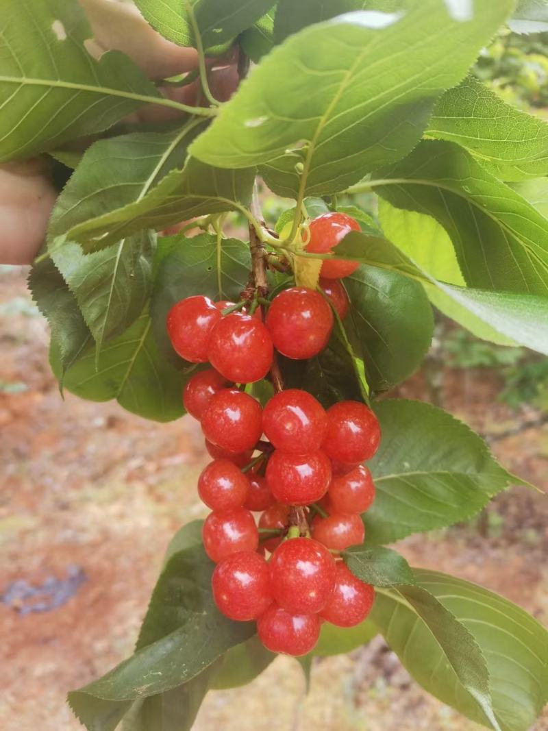 米易县黄草樱桃吃过的都知道什么叫好