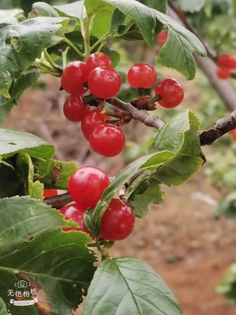 米易县黄草樱桃吃过的都知道什么叫好