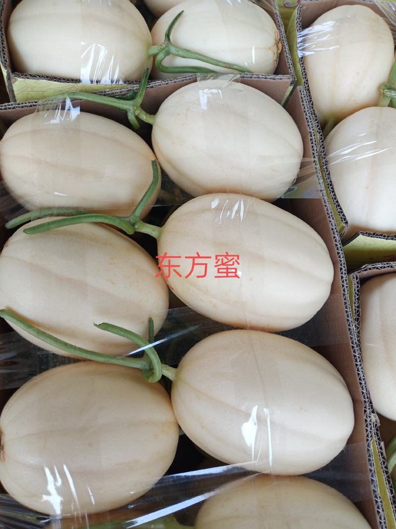 东方蜜1号甜瓜，口感脆甜，糖度杠杠的