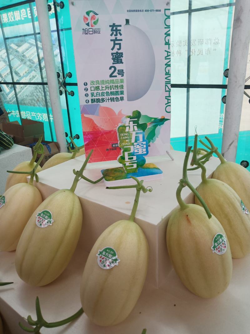 东方蜜1号甜瓜，口感脆甜，糖度杠杠的