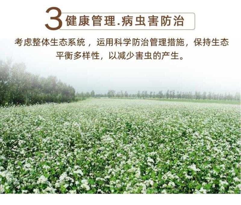 荞麦面粉2022年新鲜农家自产原生态荞麦面粉多省包邮