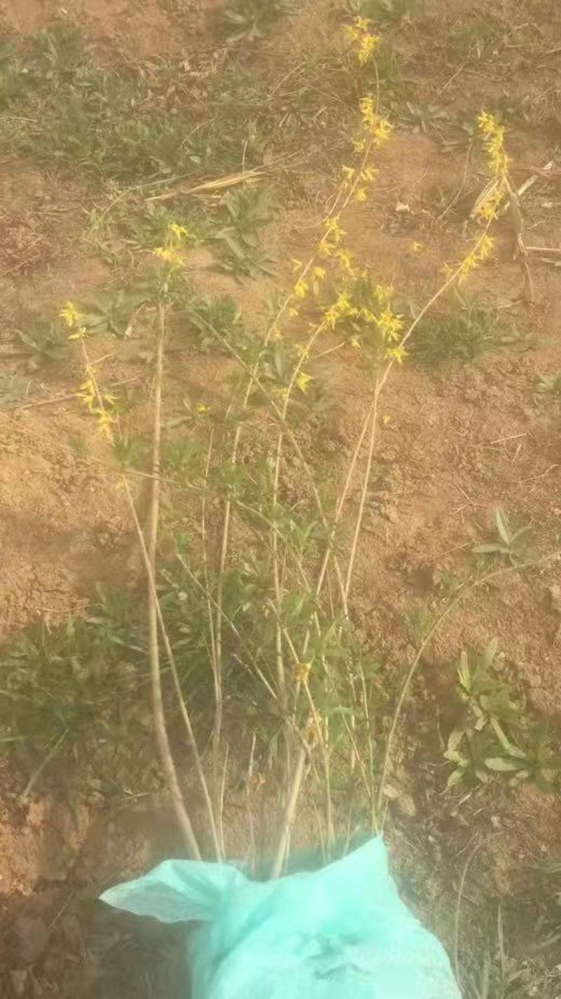 自己家苗圃优质连翘，三分枝以上需要的联系
