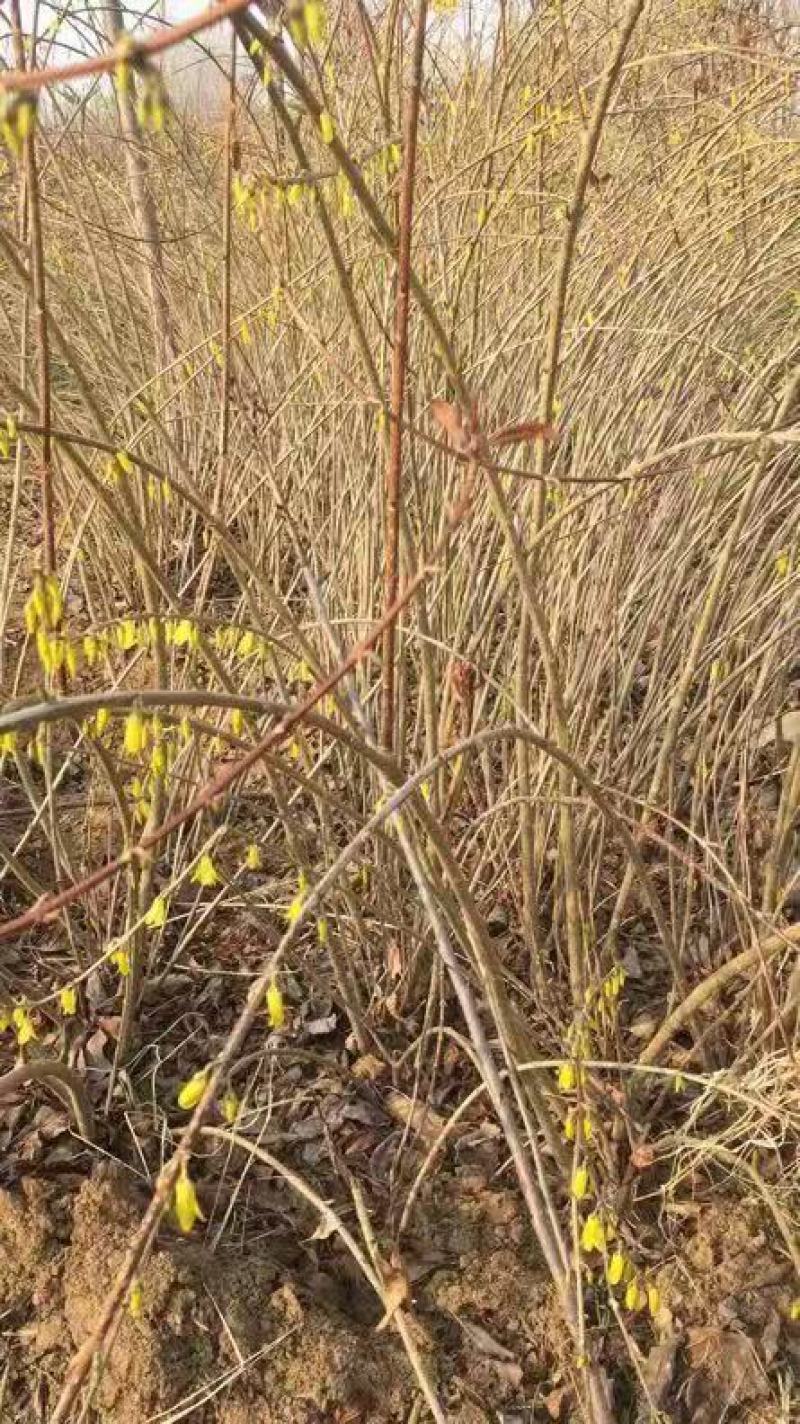 自己家苗圃优质连翘，三分枝以上需要的联系