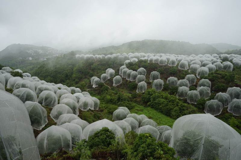 40目农用防虫网水果树樱桃网罩脐橙莲雾蓝莓桃树防鸟大棚杨